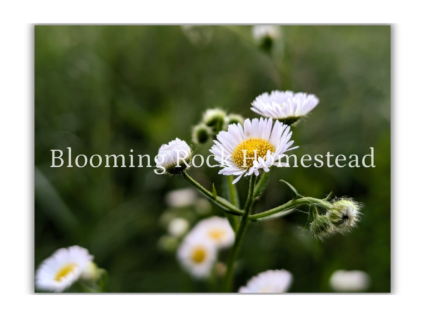Dancing Ox-Eye Daisy - Floral Photography Digital Print