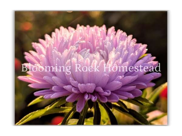 Dew Drenched Periwinkle Aster - Floral Photography Digital Print