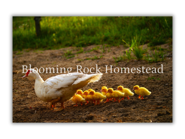 Downy Duckling Parade - Floral Photography Digital Print
