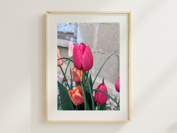 Farmhouse Tulips 1