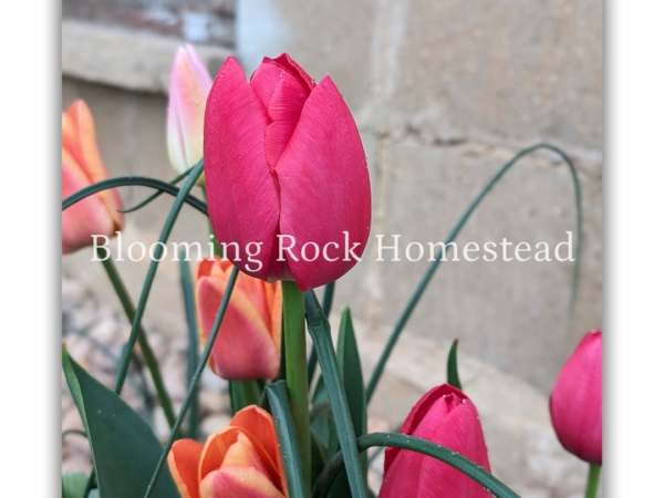 Farmhouse Tulips - Floral Photography Digital Print