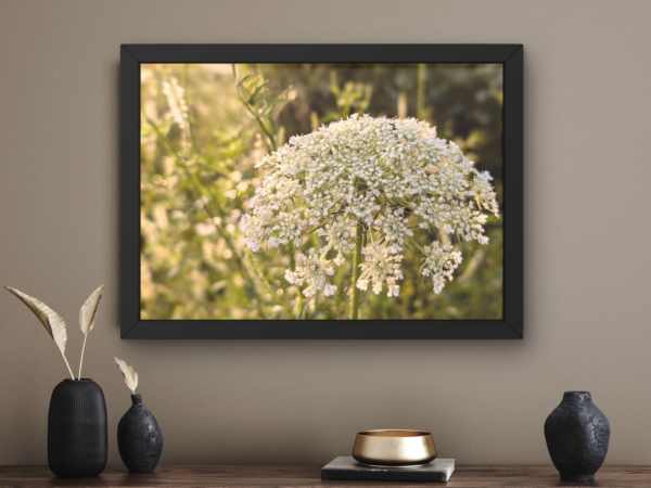 Feathery Queen Anne’s Lace 1