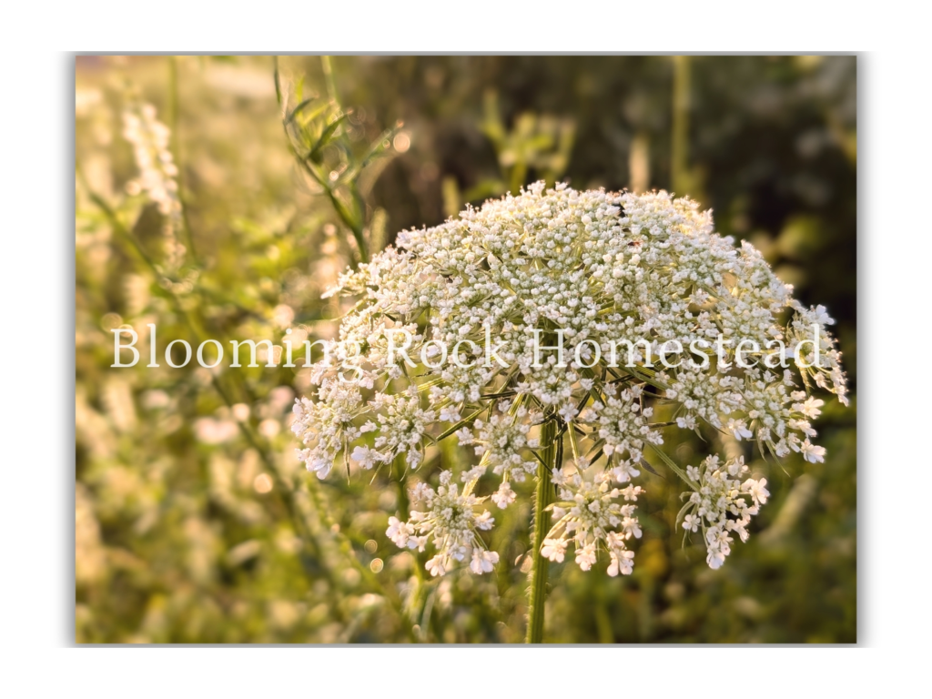 Feathery Queen Anne's Lace - Floral Photography Digital Print