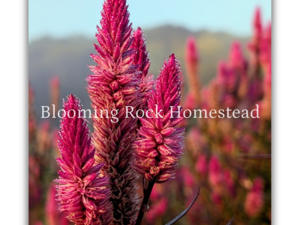 Flaming Fuchsia Celosia - Floral Photography Digital Print