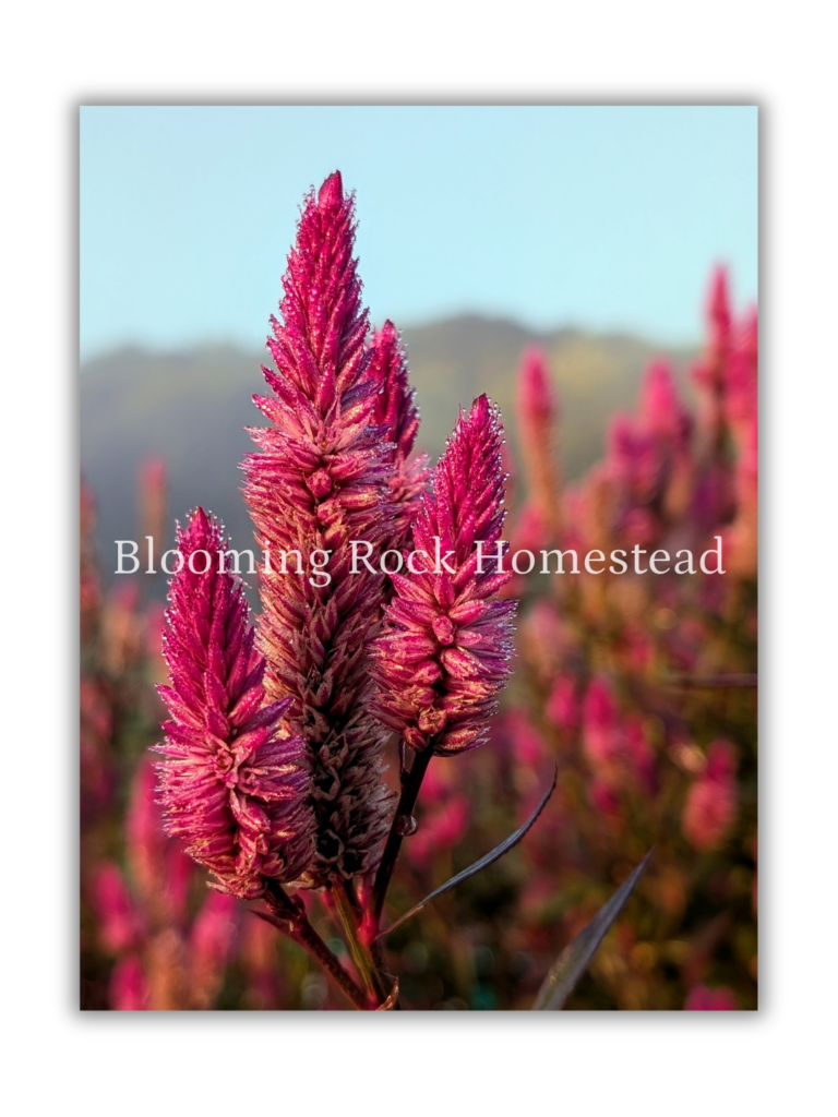Flaming Fuchsia Celosia - Floral Photography Digital Print