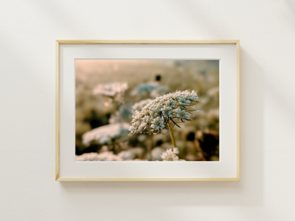 Graceful Queen Anne’s Lace 1