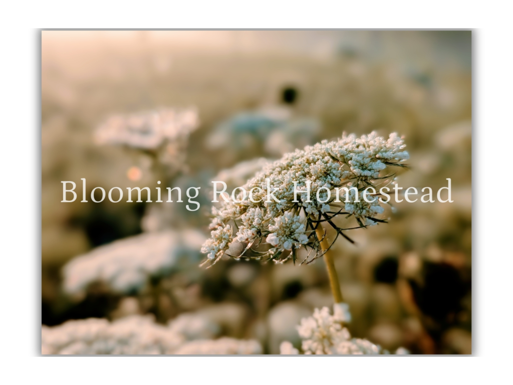 Graceful Queen Anne's Lace - Floral Photography Digital Print