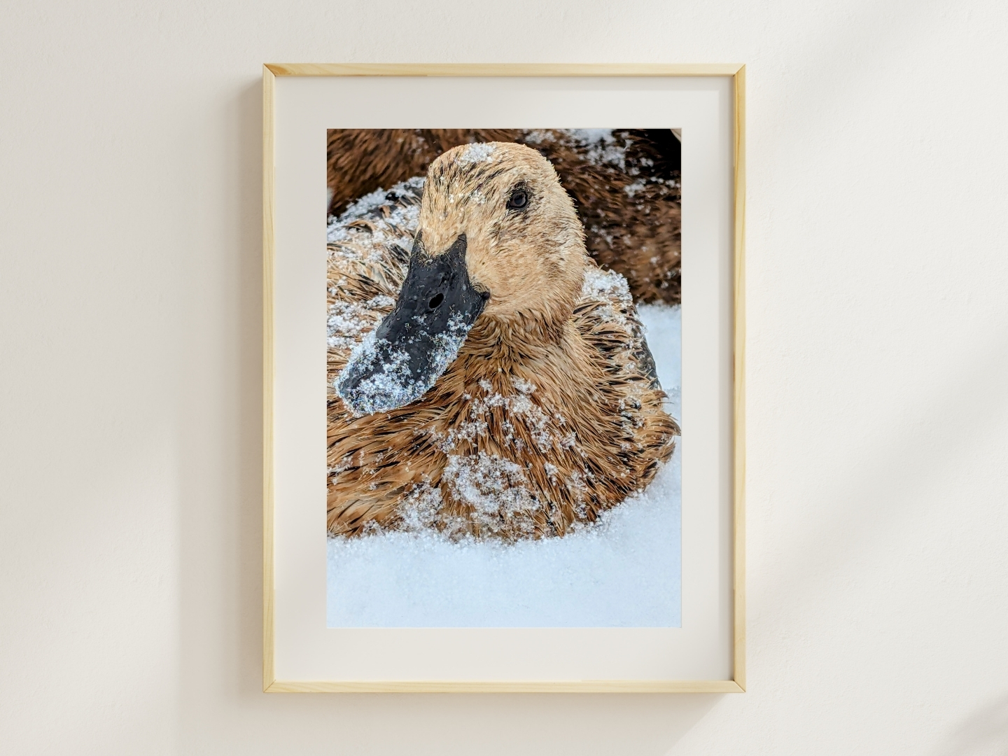 Iced Welsh Harlequin - Floral Photography Digital Print - Image 2