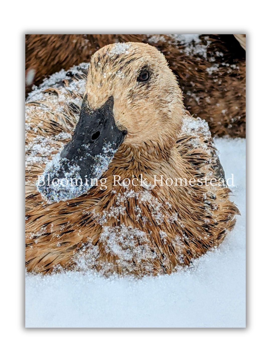Iced Welsh Harlequin - Floral Photography Digital Print