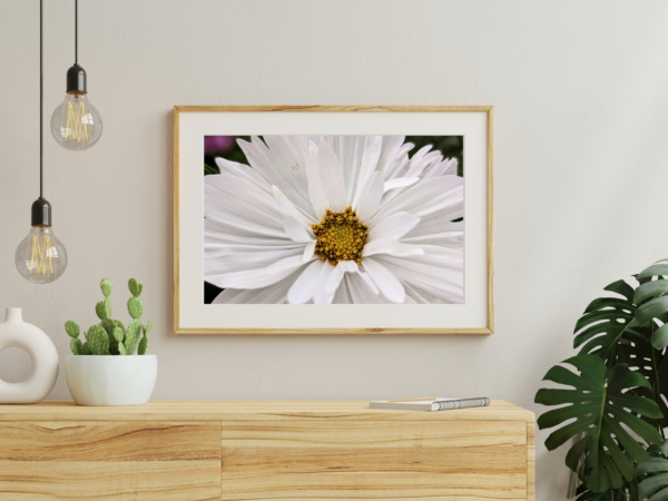 Paper White Cosmo 1