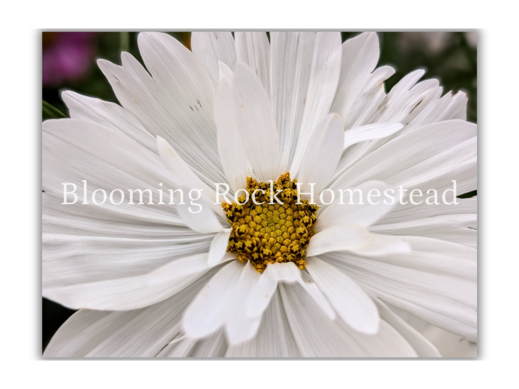 Paper White Cosmo - Floral Photography Digital Print