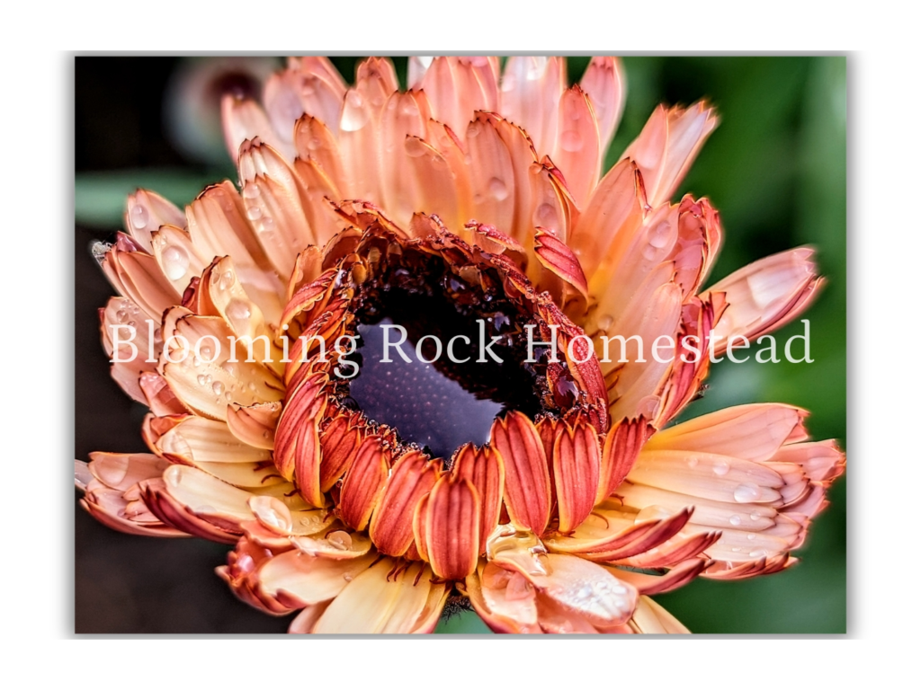 Puddled Pond Calendula - Floral Photography Digital Print