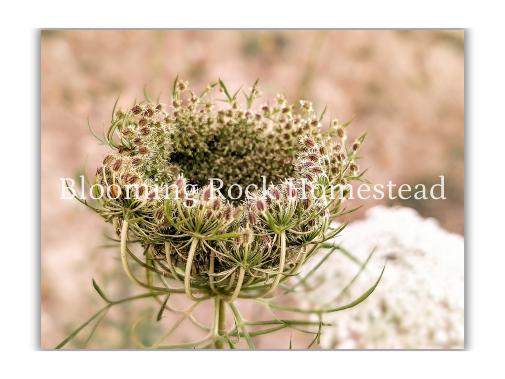 Queen Anne's Lace Basket - Floral Photography Digital Print