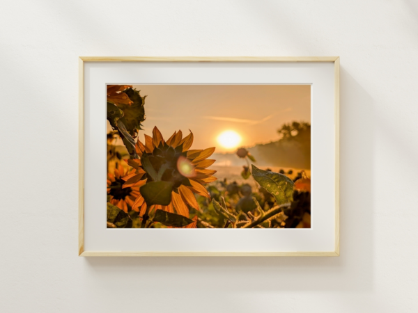 Setting Orb Sunflowers 1