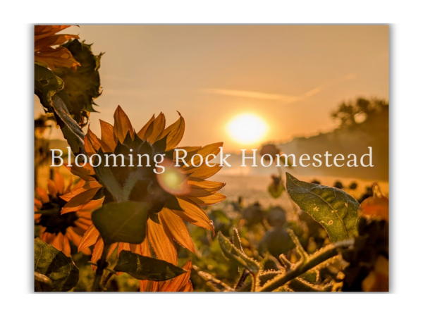 Setting Orb Sunflowers - Floral Photography Digital Print