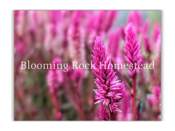 Spiky Sangria Celosia - Floral Photography Digital Print