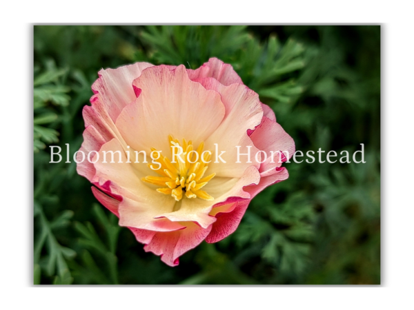 Strawberry Streaked Poppy - Floral Photography Digital Print
