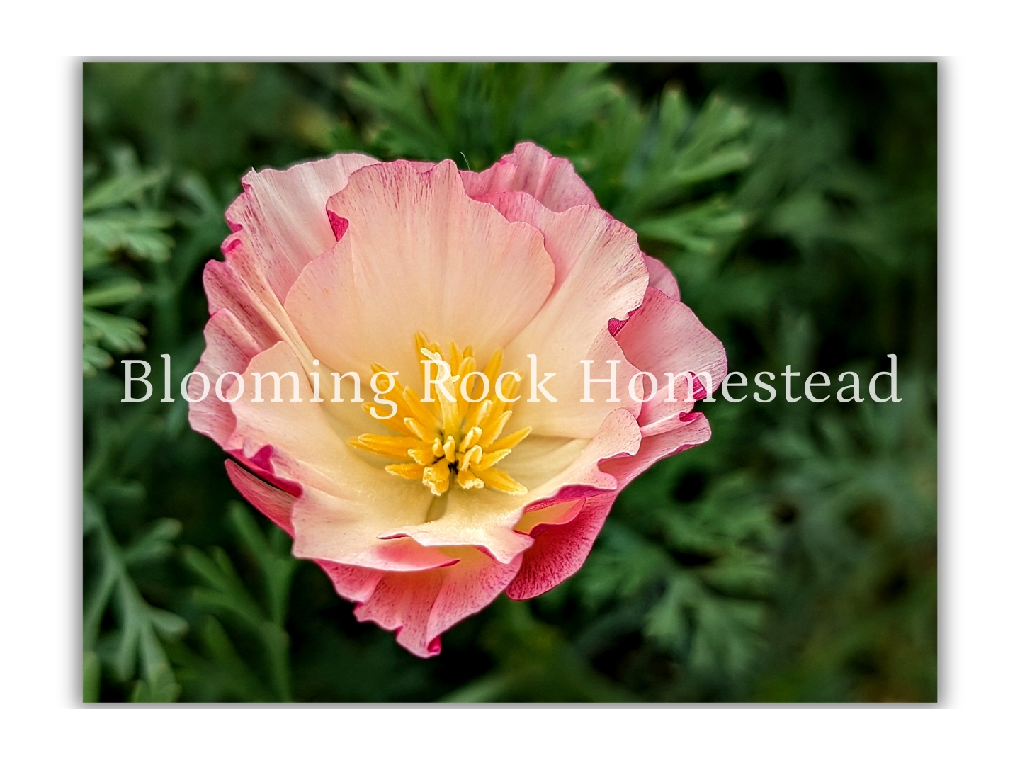 Strawberry Streaked Poppy - Floral Photography Digital Print
