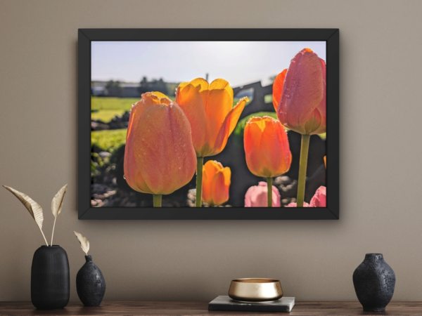Sun Kissed Tulips 1