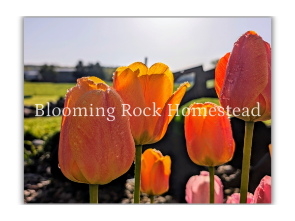 Sun-Kissed Tulips - Floral Photography Digital Print