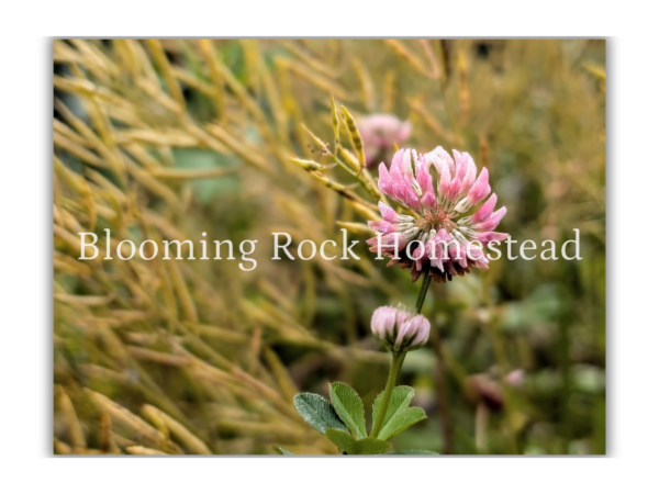 Sweet Swaying Clover - Floral Photography Digital Print