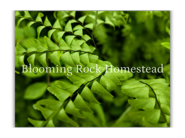 Tunneling Forest Fern - Floral Photography Digital Print