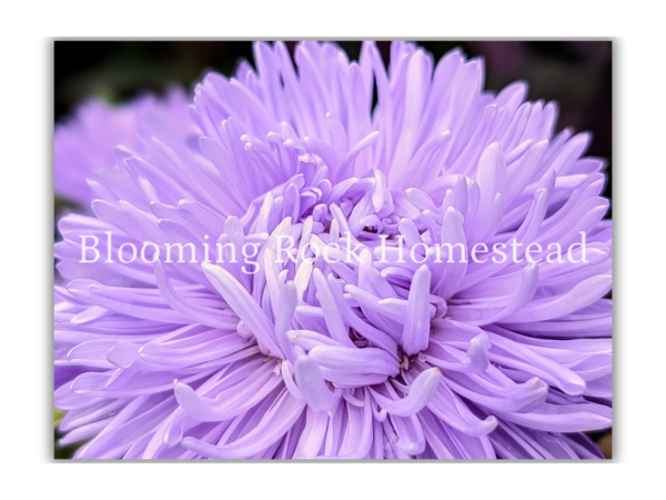 Unfurling Lavender Aster - Floral Photography Digital Print