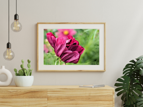 Velvety Vermilion Cosmo 1