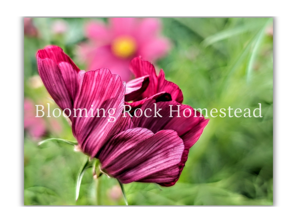 Velvety Vermillion Cosmo - Floral Photography Digital Print